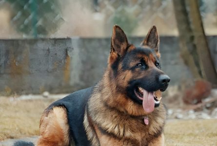 Dog Bite Injuries in Florida | Your Legal Options