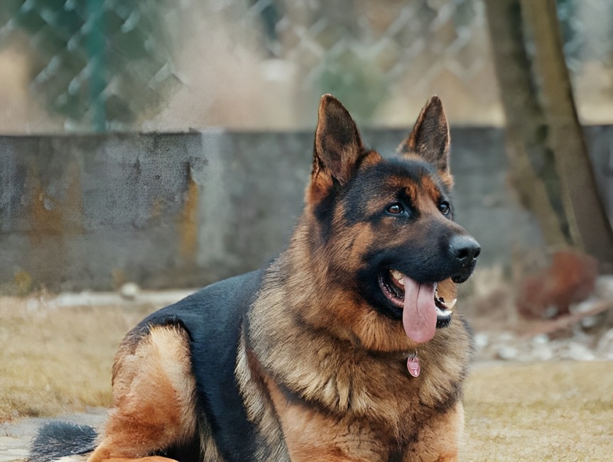 Dog Bite Injuries in Florida | Your Legal Options
