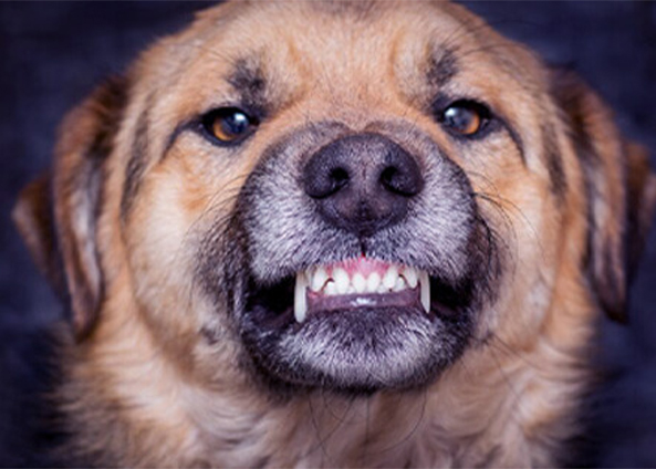 Mordeduras Caninas