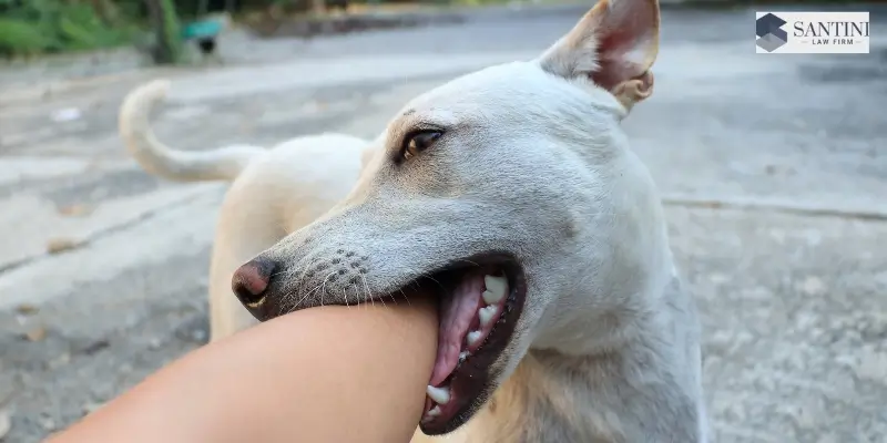 Best Dog Bite Attorney In Hillsborough County