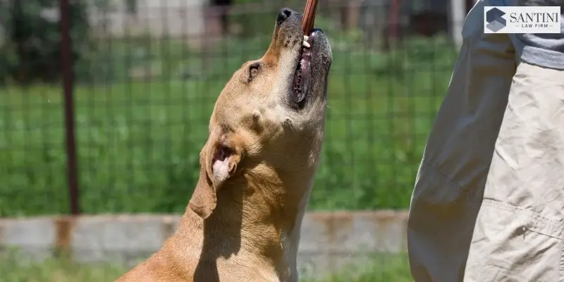 Best Dog Bite Lawyer In Tampa Best Dog Bite Lawyer In Tampa